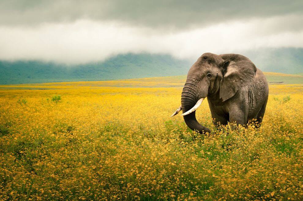 9. Don’t Leave Much Space in photograph